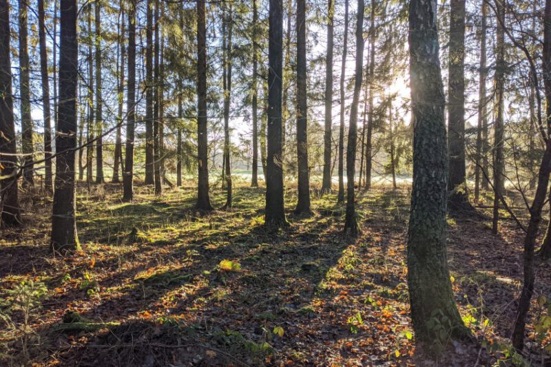 Der Camino Francés – Jakobsweg