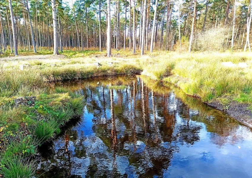 Moorteiche im Büsenbachtal