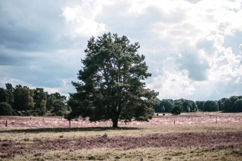 Der Heidschnuckenweg