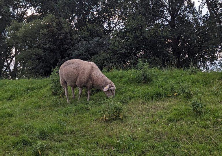 MegaMarsch-Hamburg-bei-Nacht-2023-Ein-Schaf-768x542