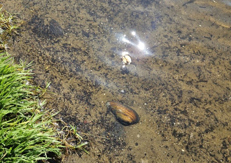 Teichmuschel-und-Neptuns-Dreizack-768x542