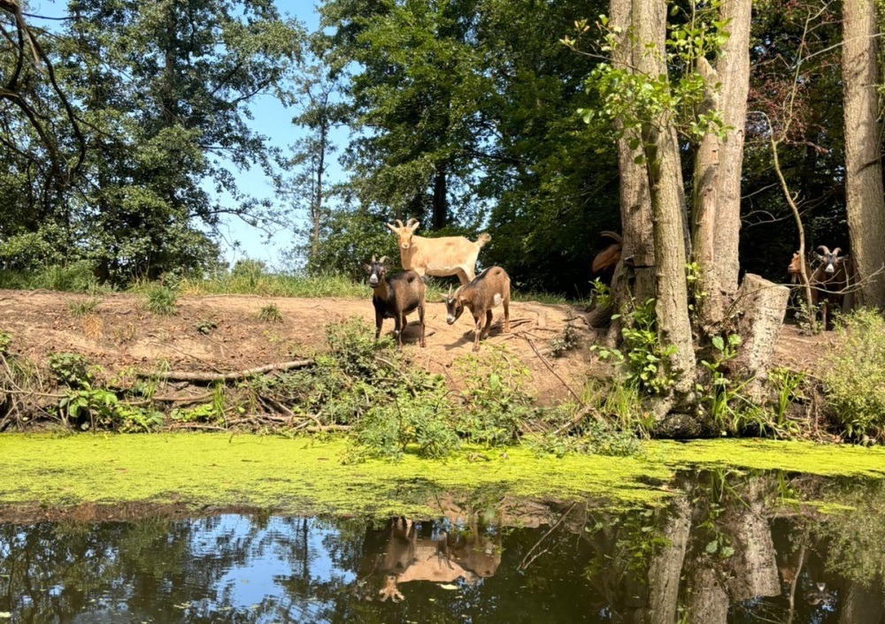 Ziegen-am-Neuengammer-Durchstich
